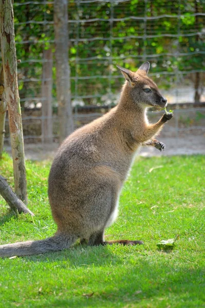 ¡Wallaby! —  Fotos de Stock