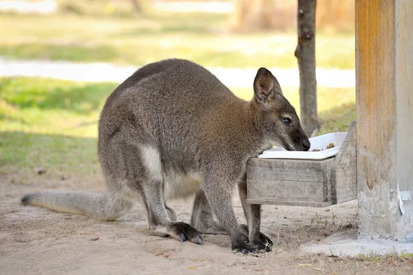 Wallaby — Stockfoto