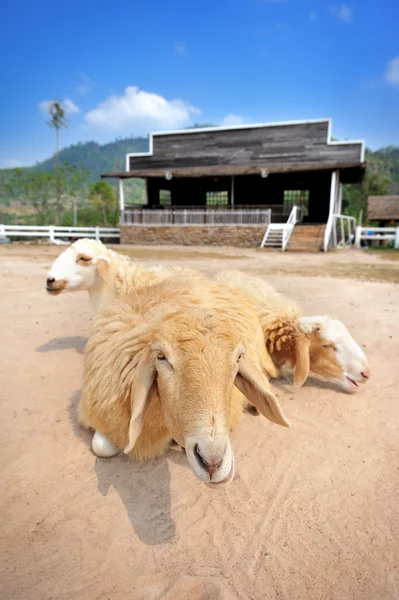 Ovinos — Foto de Stock