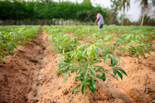 Cassava — Stock Photo, Image