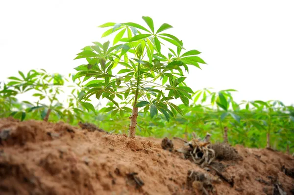 Cassava — Stock Photo, Image