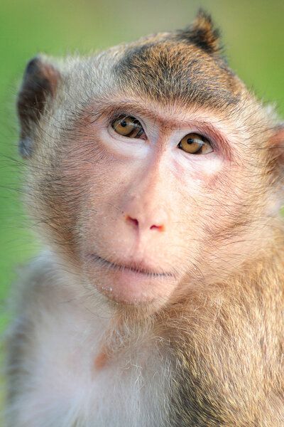 Close up cute monkey face