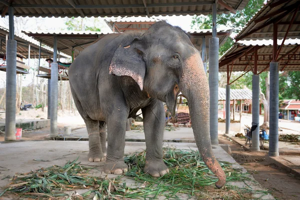 Elefante — Foto Stock