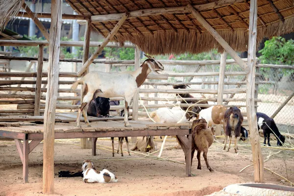 Pequeña cabra — Foto de Stock