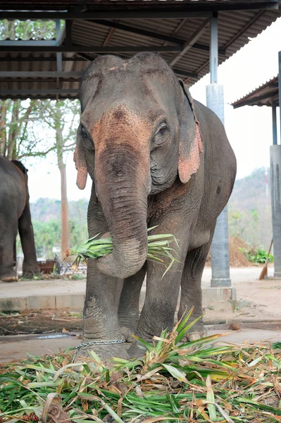 Elefante — Foto de Stock