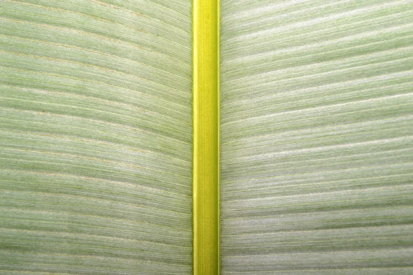 Banana leaf — Stockfoto