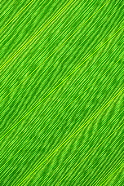 Banana leaf — Stockfoto