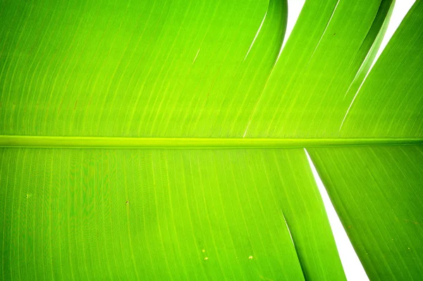 Banana leaf — Stockfoto