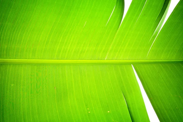 Bananenblatt — Stockfoto