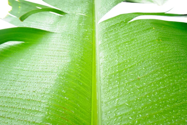 Banana leaf — Stockfoto