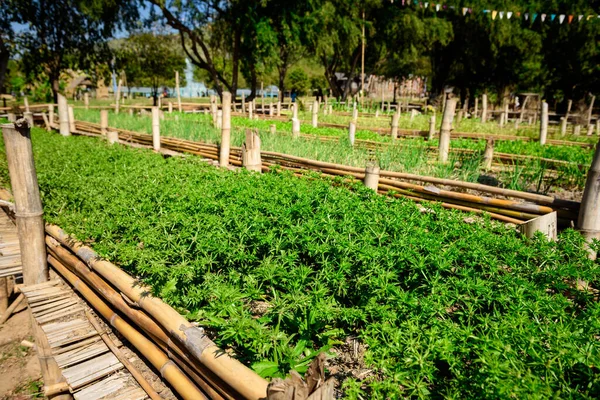 Vibrante Planta Perejil Tailandés Verde Hortalizas Granja Ecológica Profundidad Superficial — Foto de Stock