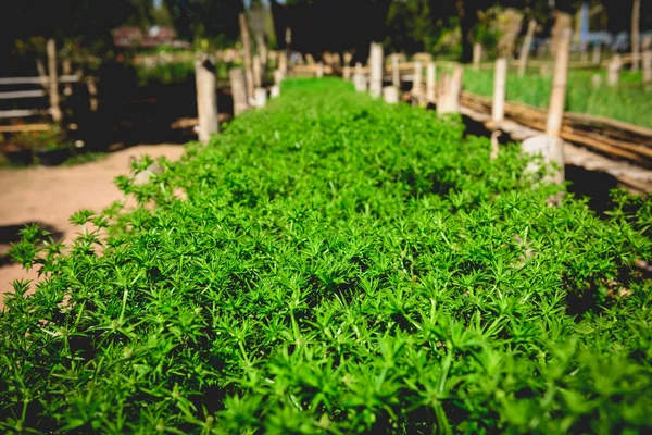 Pianta Prezzemolo Verde Tailandese Vibrante Verdura Azienda Biologica Profondità Campo — Foto Stock