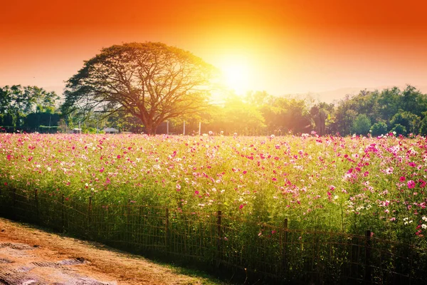 Hermosas Flores Rosadas Cosmos Que Florecen Campo —  Fotos de Stock