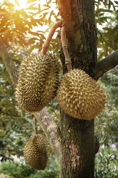 과수원에 두리안 나무에 타이의 두리안 열매입니다 동남아시아의 사람들은 의왕으로 추앙받았다 — 스톡 사진