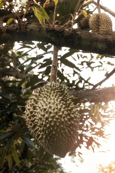 Thai Durian Fruits Durian Tree Orchard Regarded Many People Southeast — Stock fotografie