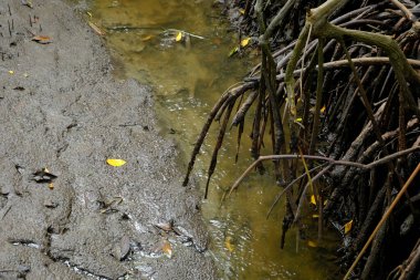 Soyut mangrov kökleri Ban Hua Khod Mangrove Ormanı Boardwalk, Rayong, Tayland 'da. Tayland halkı ayrıca 