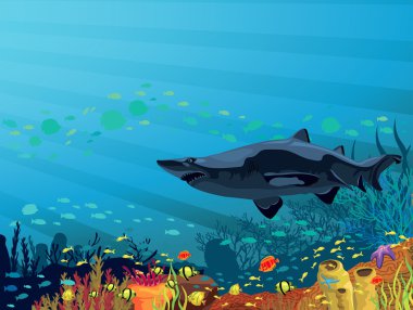 mercan resif renkli balık ve köpekbalığı