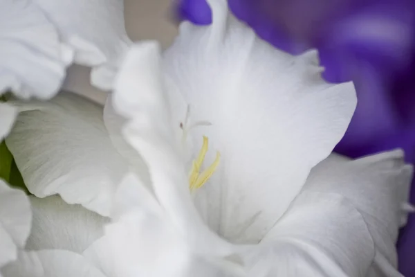 Gladíolo branco, macro — Fotografia de Stock