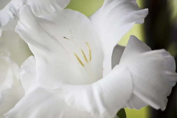Белые гладиолусы — стоковое фото