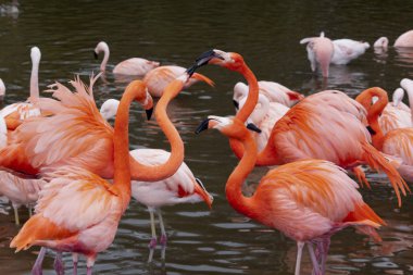 pembe flamingo