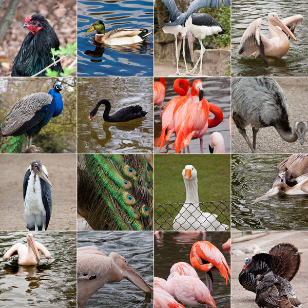 Collage of birds