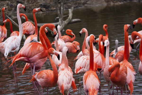 Flock av flamingos — Stockfoto