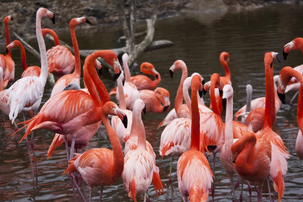 Flamingos im Schwarm — Stockfoto