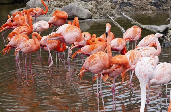 Flamingo Ordförande — Stockfoto