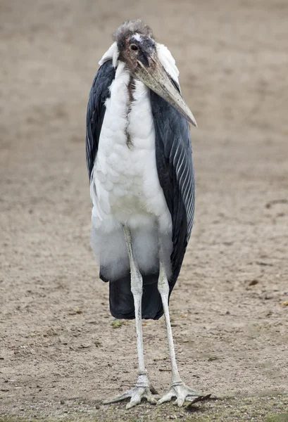 Einzelstorch — Stockfoto