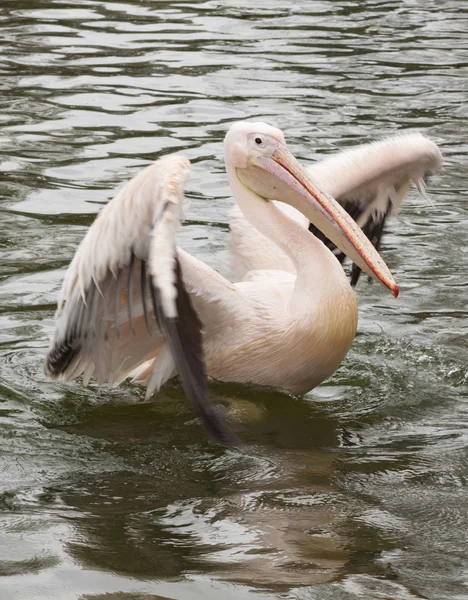 Pelican — Stock Photo, Image