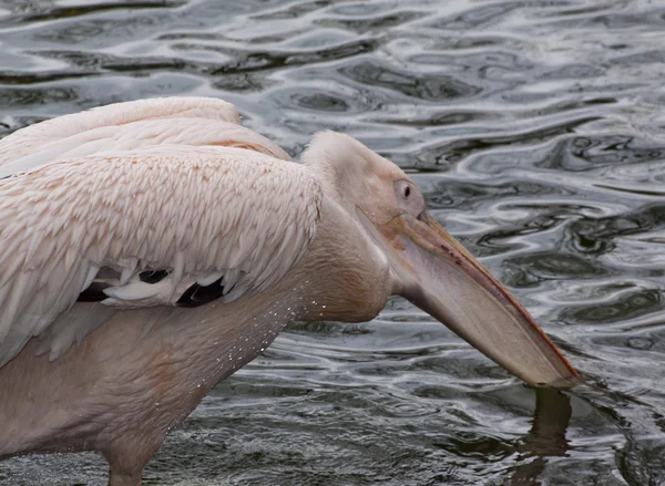 Pelikanfischen — Stockfoto