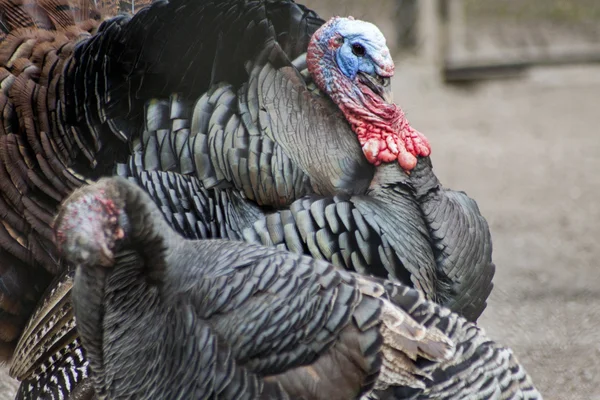 Hindi, erkek ve kadın — Stok fotoğraf