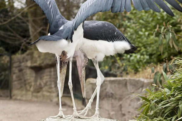 Two storks — ストック写真