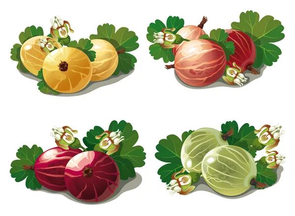 Olgun bektaşi kümesi