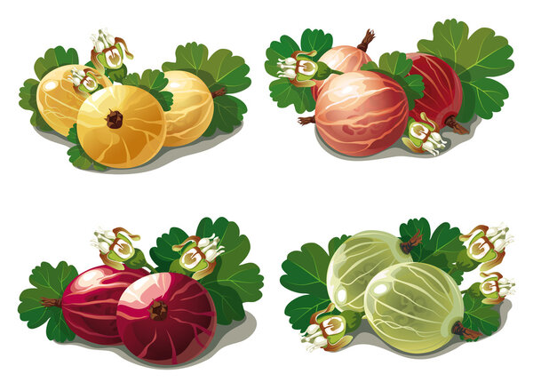 set of ripe gooseberries