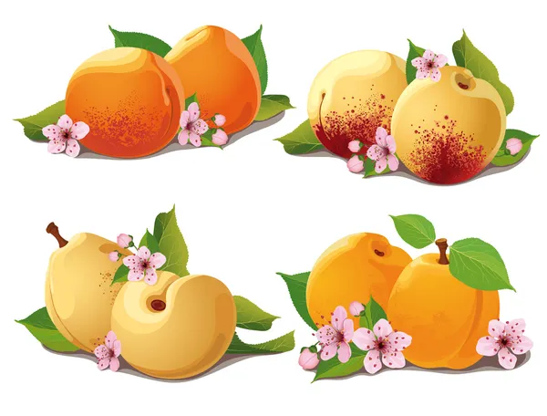 Set of ripe apricots — Stock Vector