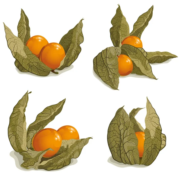 Set of ripe physalis — Stock Vector