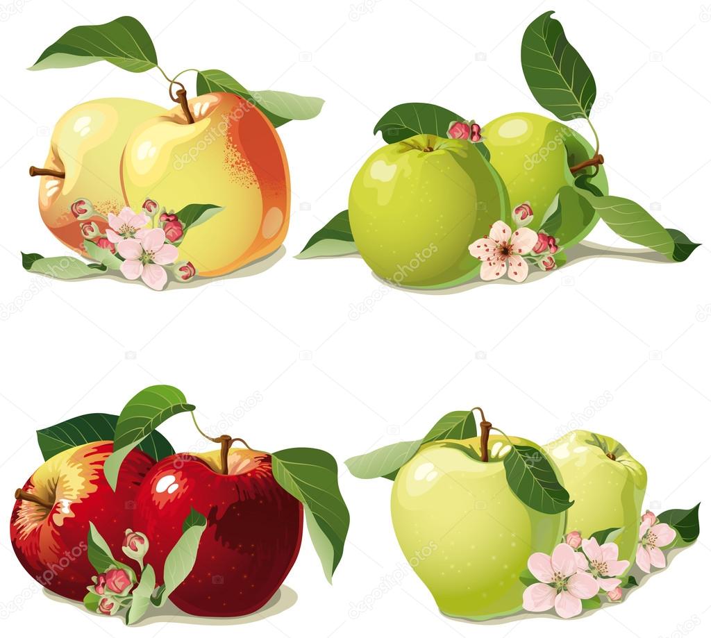 Set of ripe apples with leaves and flowers