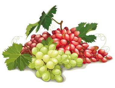 Natürmort farklı üzüm çeşitleri