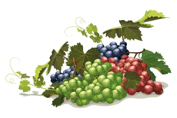 farklı çeşitleri: üzüm, Natürmort