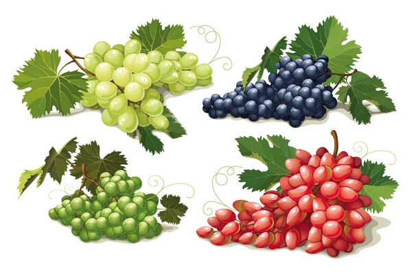 Zbiór dojrzałych winogron — Wektor stockowy