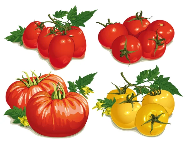 Conjunto de diferentes variedades de tomates — Archivo Imágenes Vectoriales