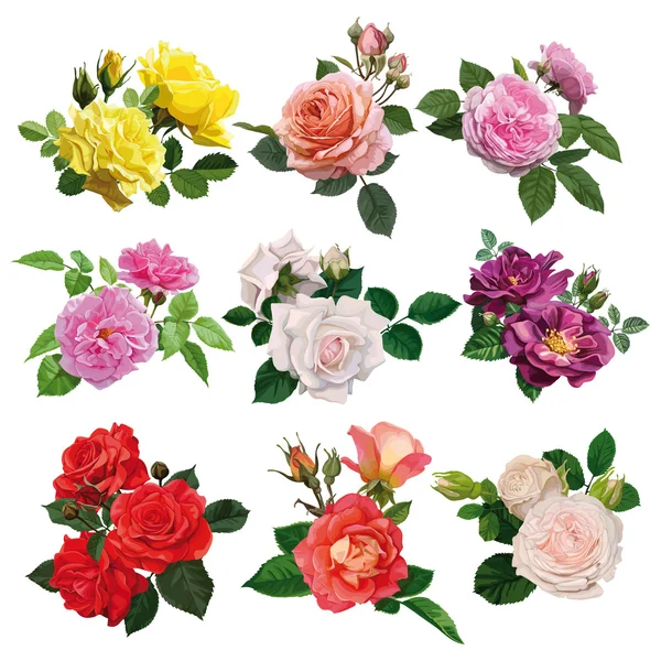 Set de rosas multicolores — Vector de stock