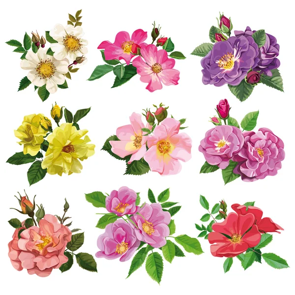 Set of colorful flowers of wild rose — Stock Vector