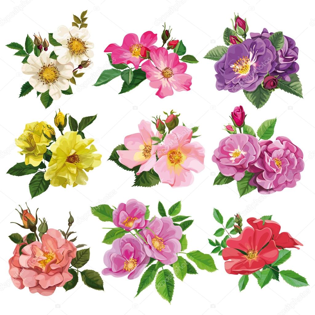 set of colorful flowers of wild rose 