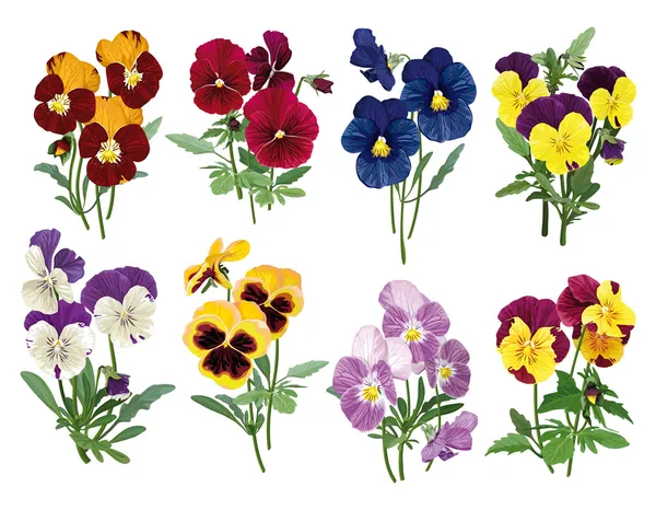 Conjunto de pansies multicoloridas — Vetor de Stock