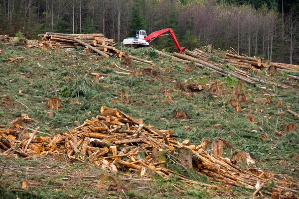 Kuzeybatı Pasifik giriş clearcut