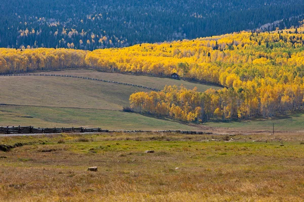 Fence Lines Leading to Aspens — Stock Photo, Image