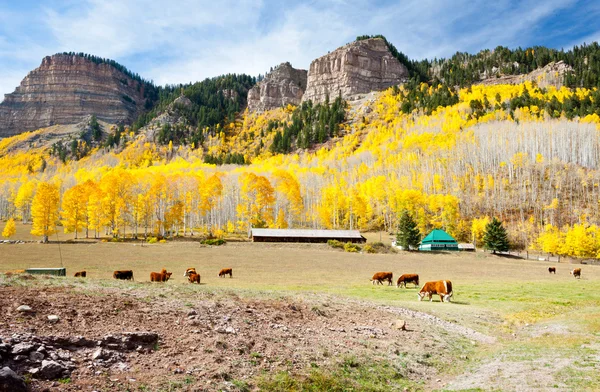 Grazing gado no Colorado — Fotografia de Stock