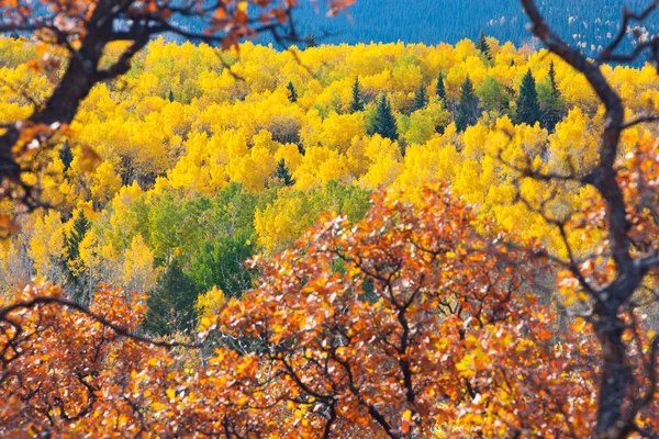 çerçeveli sonbahar renkleri